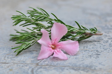 pink flowers on nature stone background with a rosemary branch