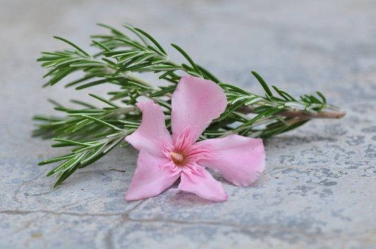 oleander flowers blossom red yellow pink lavender branch herb spain french italian