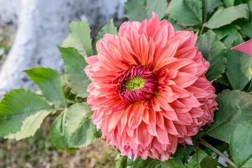 Zinnia flower plant blooming in field. It is a genus of sunflower tribe of daisy family. It is a sun loving plant Blooms in early spring to late summer. A very popular flower for gardens and bouquets.