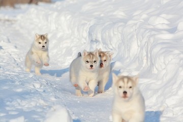 puppies in snow