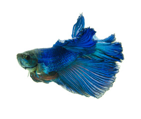 blue fighting fish isolated on white background