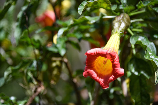 Cantuta, the Peruvian national flower, on the Inca Trail to Machu Picchu