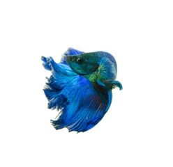 blue fighting fish isolated on white background