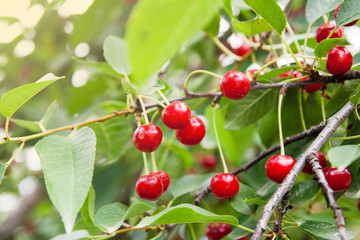 Summer: cherry berries ripen on a tree branch in the garden