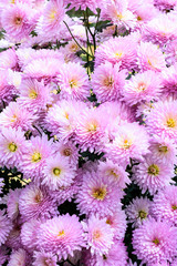 Obraz premium Photo of white and pink cherry blossom. View from above, flat lay, copy space. Spring and summer background. Beautiful flowers background for wedding scene. Bright picture of flora full of colors.