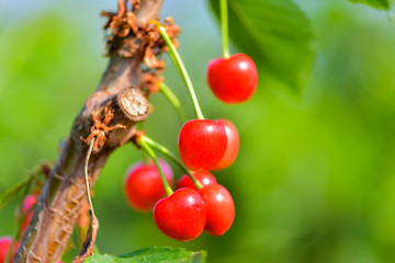 Close-up photos of ripe and delicious red cherries