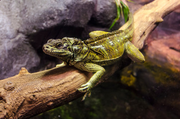 Iguana