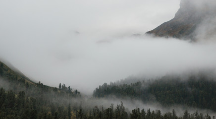 morning mist. Picturesque and magnificent morning scene. known resort area located in the valley. Glacier. in a low cloud with evergreen conifers shrouded in mist in a picturesque landscape