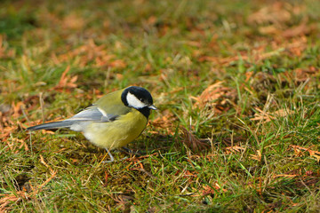 Kohlmeise bei der Futtersuche