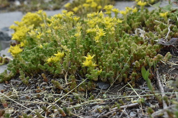yellow moss-like flowers