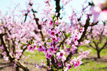 blooming peach trees in spring