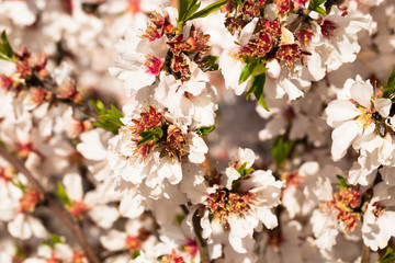 blooming peach trees in spring