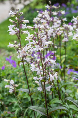 Penstemon digitalis 'Husker Red' in voller Blüte in einem Staudenbeet