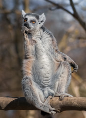 Affe genießt die Sonne