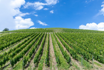 Fototapeta na wymiar green vineyard in the Rheingau