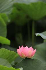 Fototapeta premium ハスと蓮の葉でできた洞窟