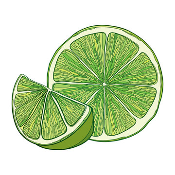 Outline Ripe Green Lime Slice And Half Fruit Isolated On White Background.