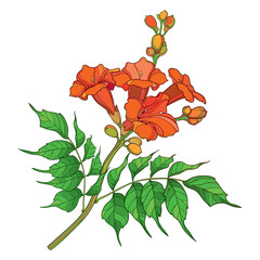 Branch with outline orange Campsis radicans or trumpet vine flower bunch, bud and ornate green leaves isolated on white background. © bokasana
