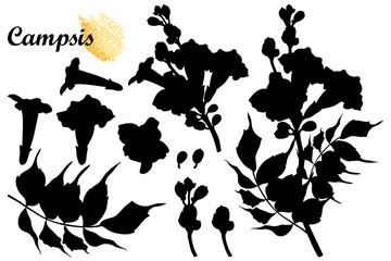 Set with silhouette of Campsis radicans or trumpet vine flower bunch, bud and leaves in black isolated on white background. © bokasana