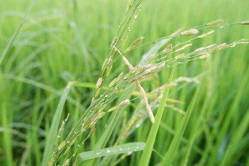 whitehead rice