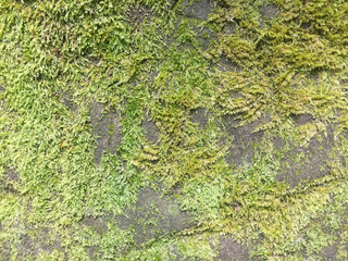 moss on the wall