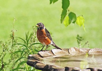 Robin resting on the edge of a bird bath