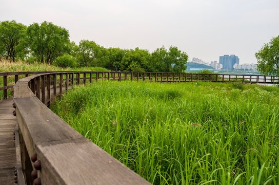 Riverside swamp park in a city of Seoul, South Korea. © SPINOKIM