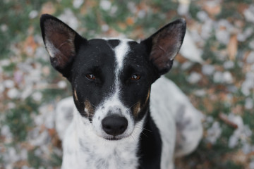 Portrait of Thailand Dog.it is sitting on the ground of grass.it so cute