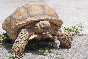 Fototapeta premium Giant Yellow-Footed Tortoise walking free on land