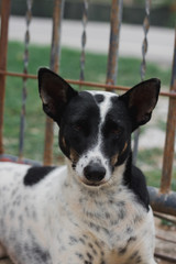 Portrait of Thailand Dog.it is sitting on the ground of grass.it so cute