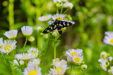 Big black and white dot butterfly on the small flower