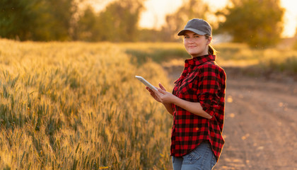 A woman farmer examines the field of cereals and sends data to the cloud from the tablet. Smart farming and digital agriculture.  © scharfsinn86