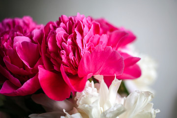 Fluffy pink magenta and white peonies flowers background