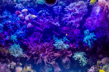 Fototapeta na wymiar fish swim on the background of corals and stones in a beautiful blue light
