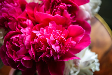 Fluffy pink magenta and white peonies flowers background top view