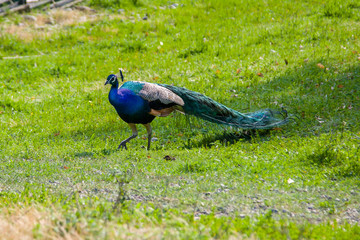 Fototapeta premium peacock walks on green grass