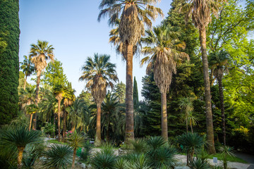 Tropical forest with palm trees with green foliage on a warm summer day