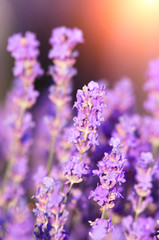 Lavender flowers for aromatherapy on the background of the setting sun.