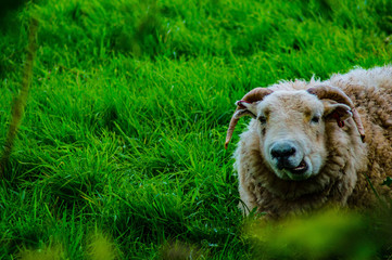 sheep in field