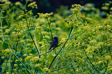 bird