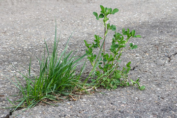 Gras und Kleepflanze wachsen durch den Asphalt