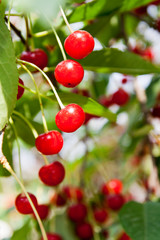 Summer: red cherry berries on a tree branch in the garden