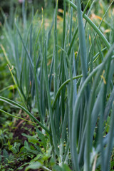 Garden beds with onions, fresh young vegetables from the garden