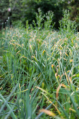 Garlic garden beds, fresh young vegetables from the garden