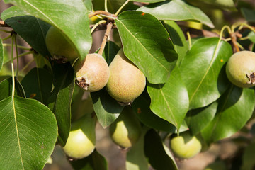 Green leaves and pear fruit on the branches of a tree. Harvest in the garden