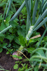 Obraz premium Garden beds with onions, fresh young vegetables from the garden