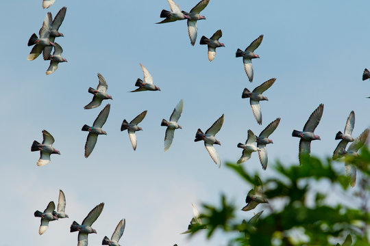 flock of speed racing pigeon brid flying