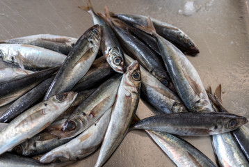 Fresh fish for sale at a fish market