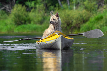 Dog sit in kayak and looks out into the distance of the river in forest