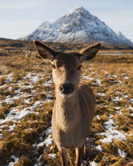 Curious Deer